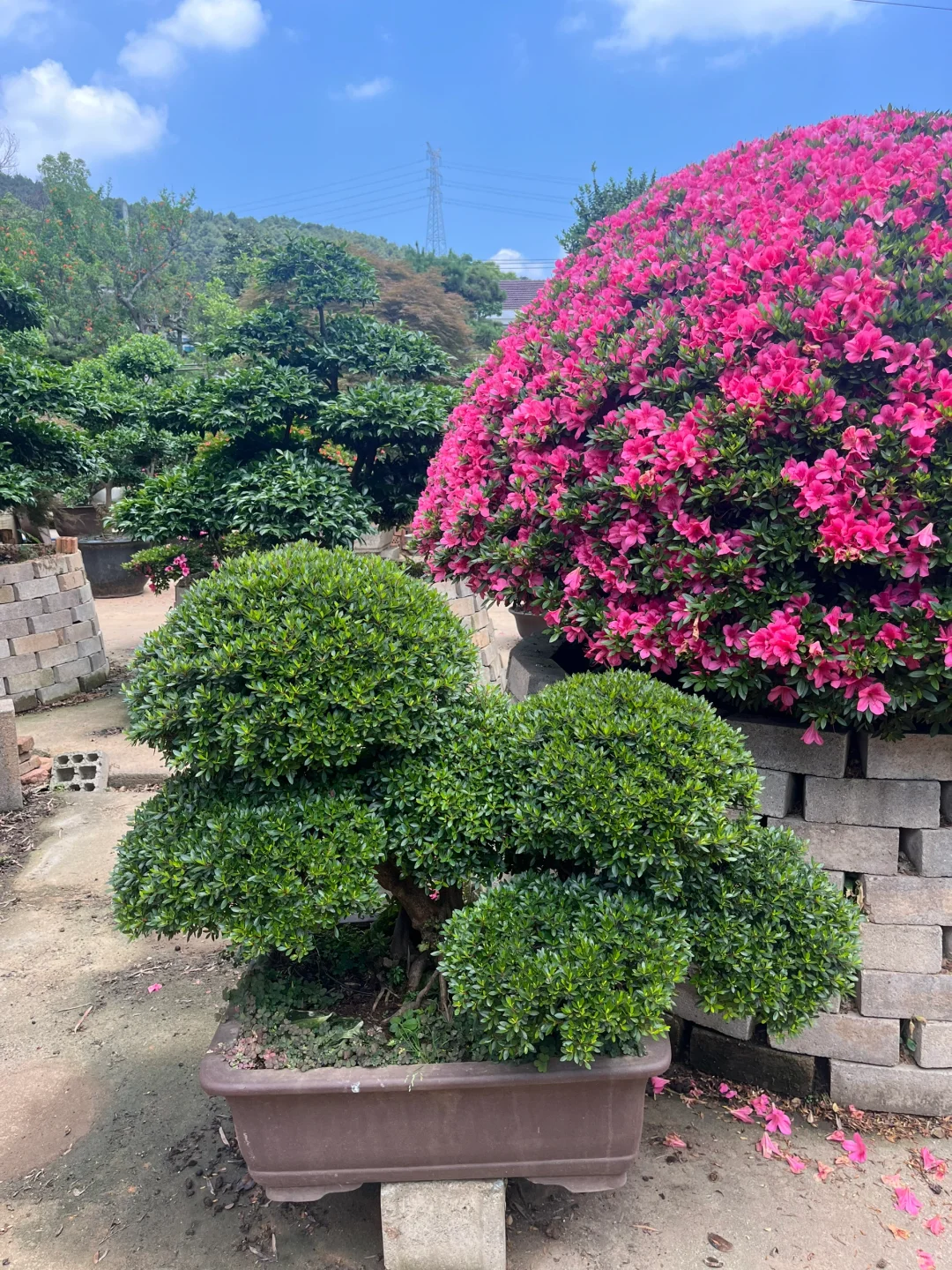 给业主挑树要花费很长时间精力