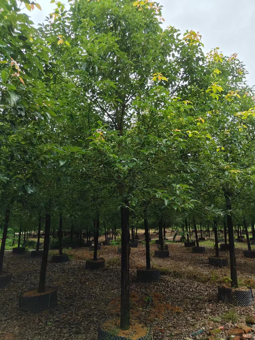 自家种植：1000棵12/13分全冠香樟