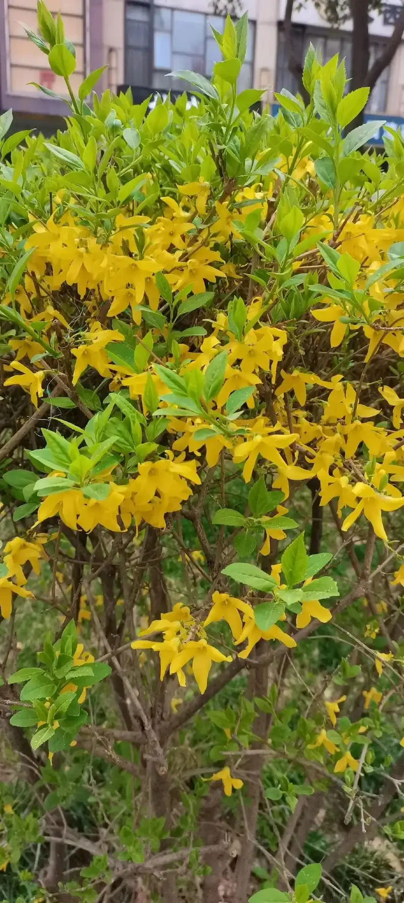 元梦之星农场赏析萤草8小时经济作物连翘