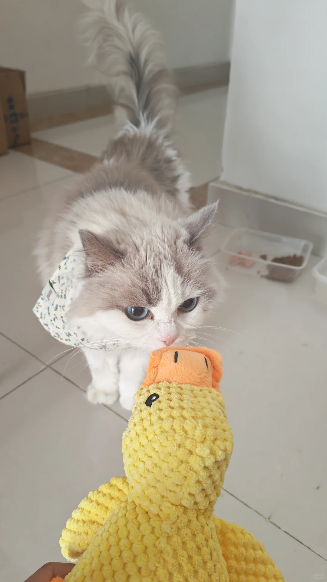 北京upet宠物生活展薅羊毛攻略