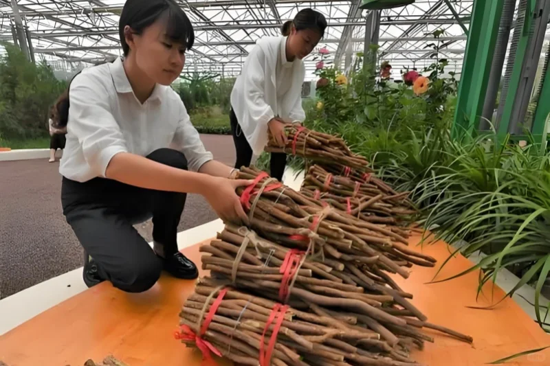 在农村,种植这种植物,一年能挣十多万!