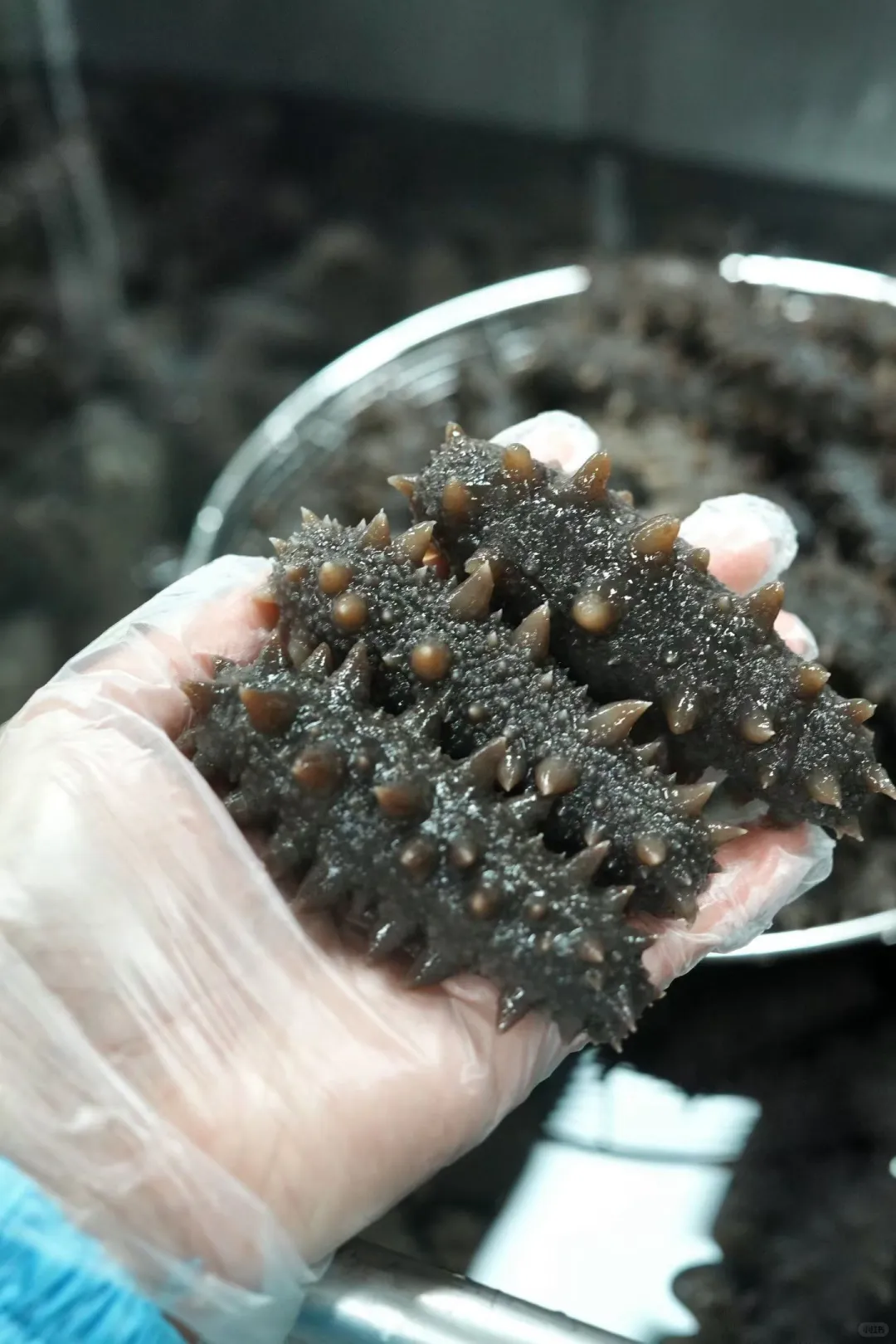 秋冬给父母选海参，即食款才是贴心首选！