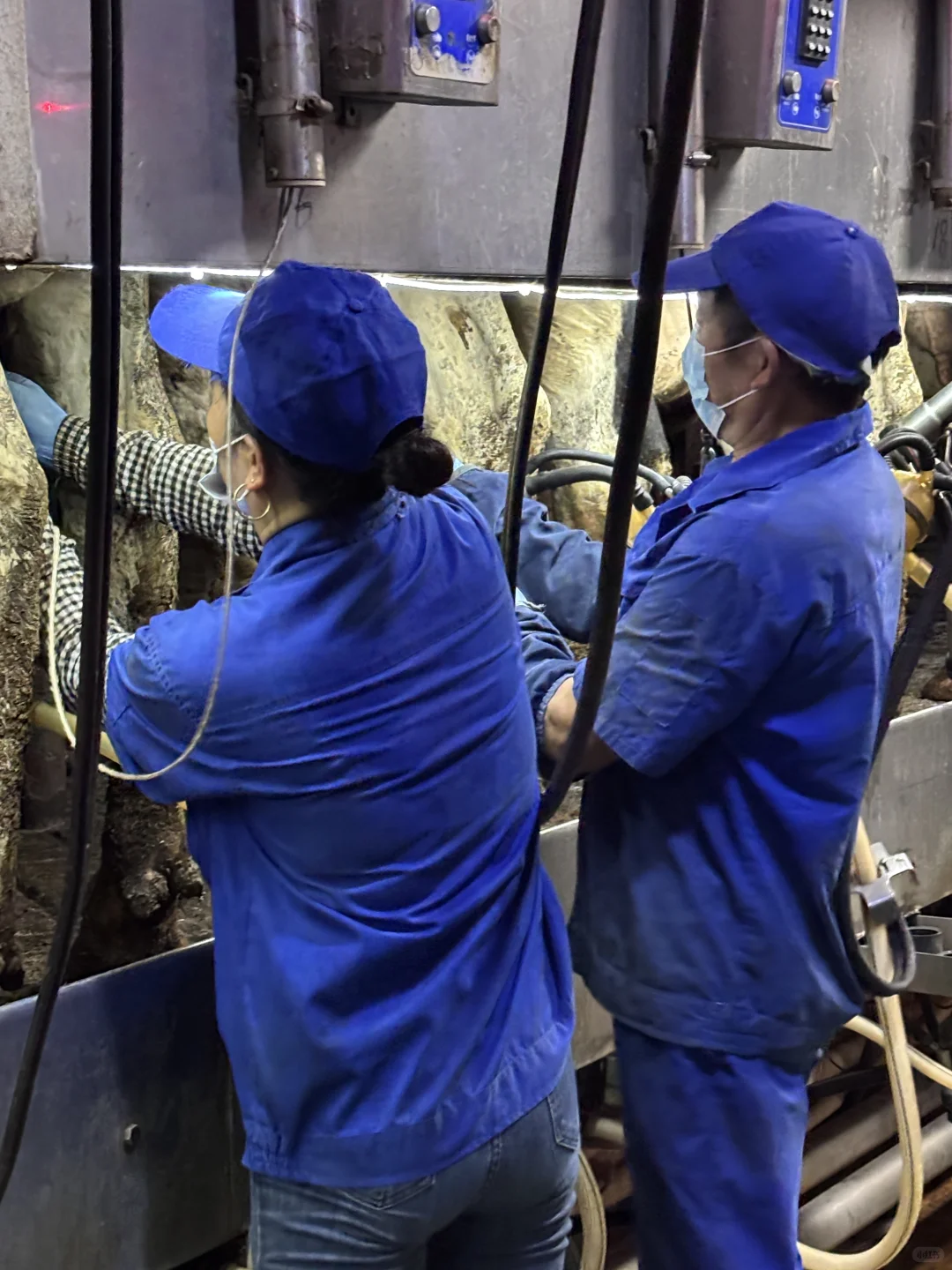 牛马也是喂上?了