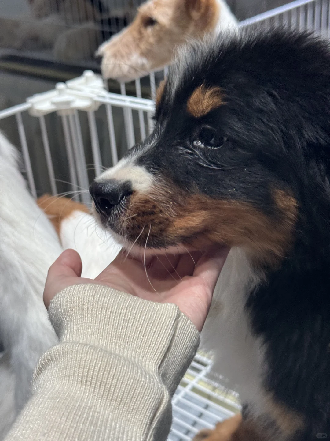 重庆宠物博览会，好多可爱的猫猫狗狗?