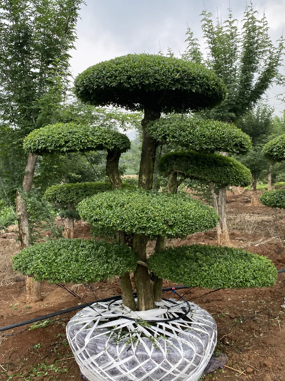 这是什么神仙造型的造型树