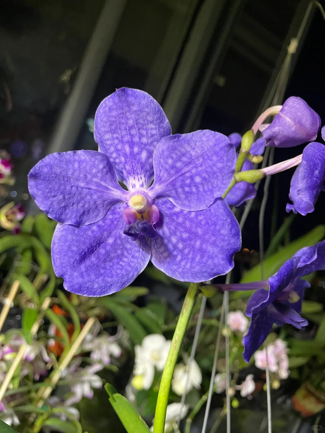 元梦之星农场赏析圣灵8小时经济作物月影兰