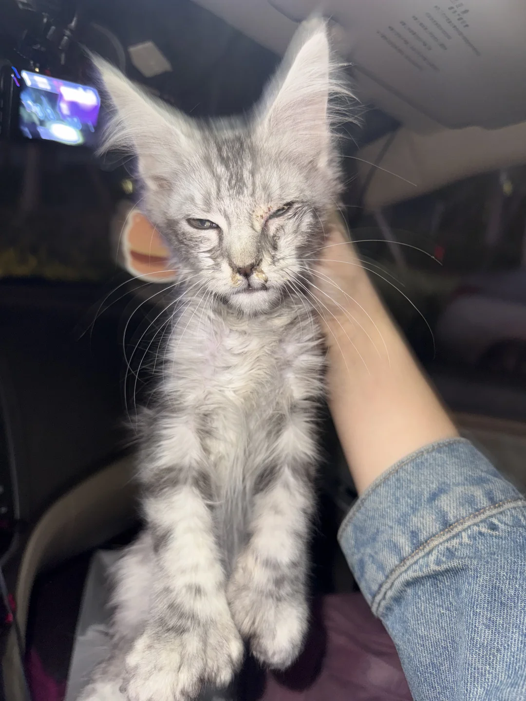 即墨宠物展扔猫