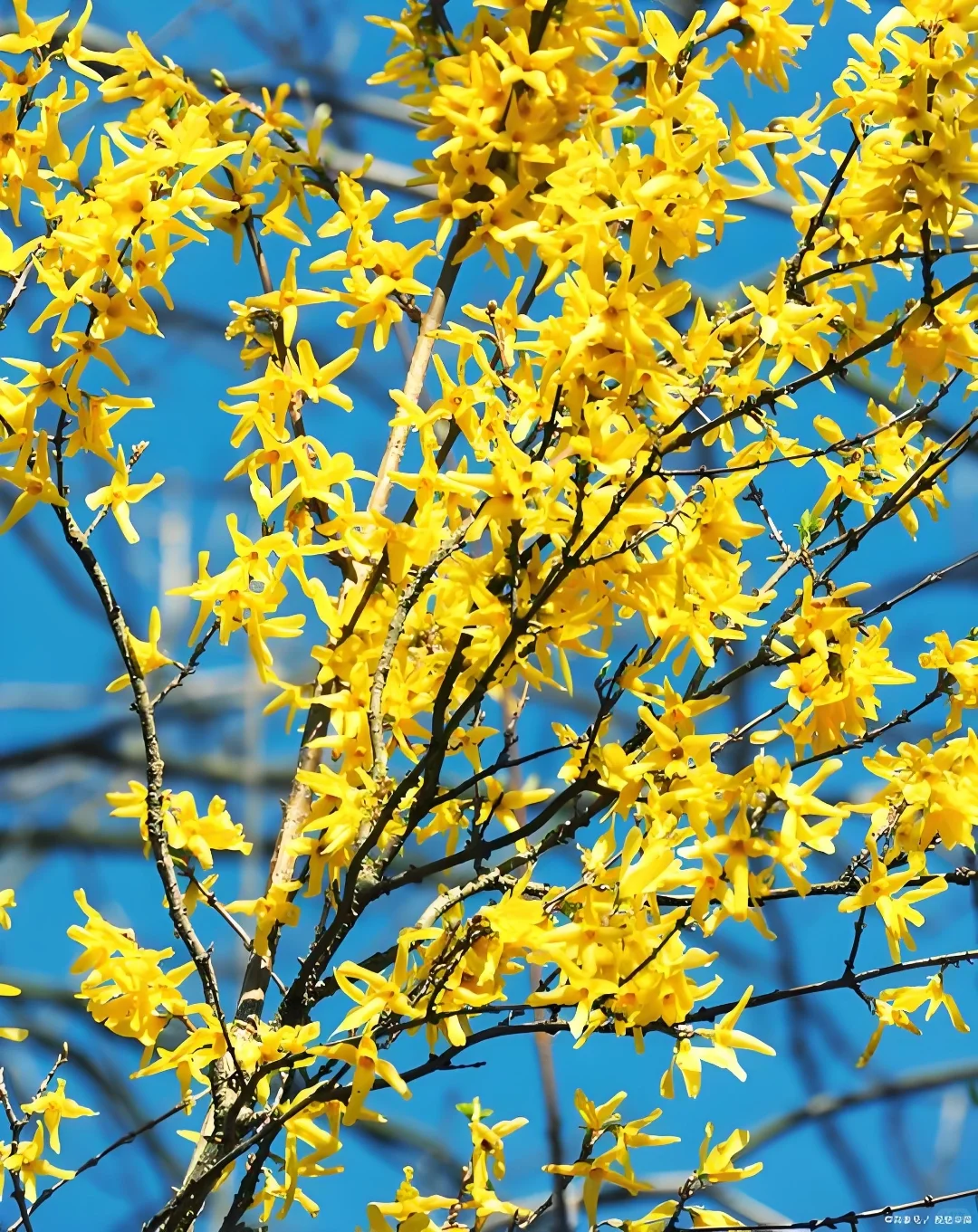 元梦之星农场赏析萤草8小时经济作物连翘