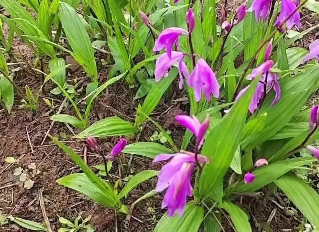 亩产3万元！盘点近期最火的5大“黄金作物”