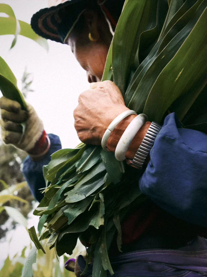大理凤羽 在田地里劳作的奶奶们
