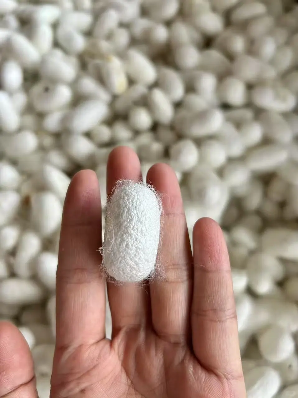 自己种桑养蚕?坚持有机农业与生态保护