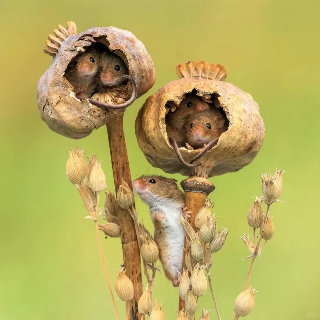 数据库的数据表访问权限需要设置吗