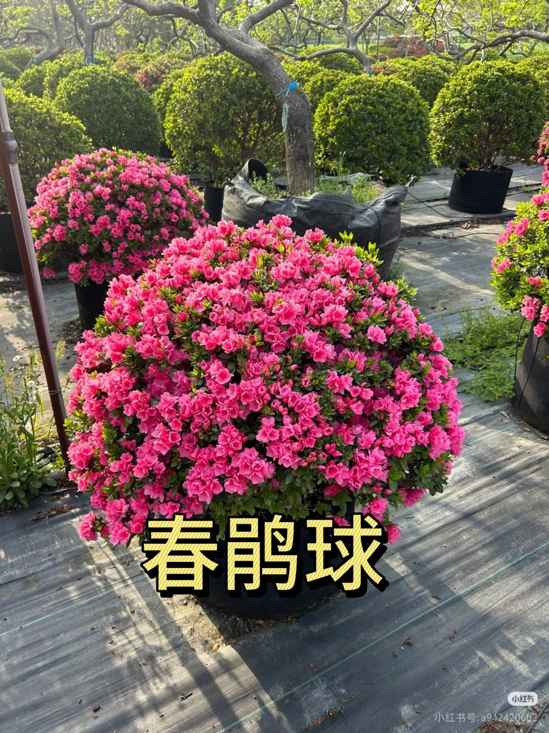 每日认识几种苗木花卉