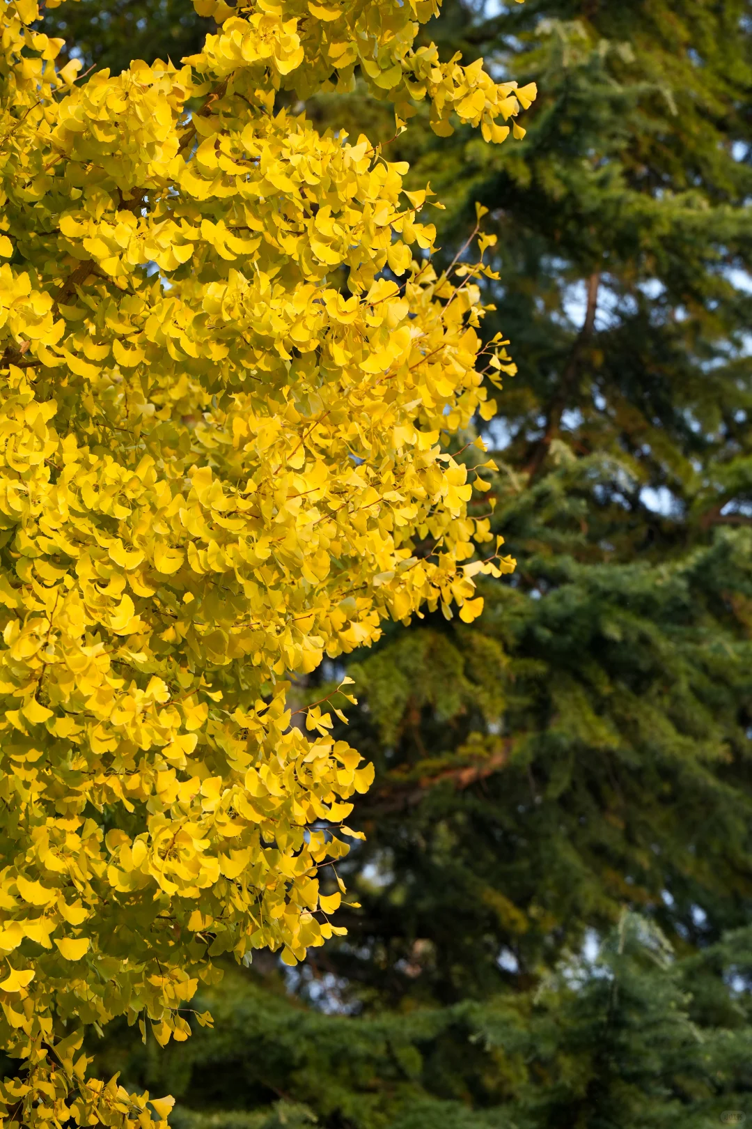 兰州第1天｜中山桥➕白塔山公园