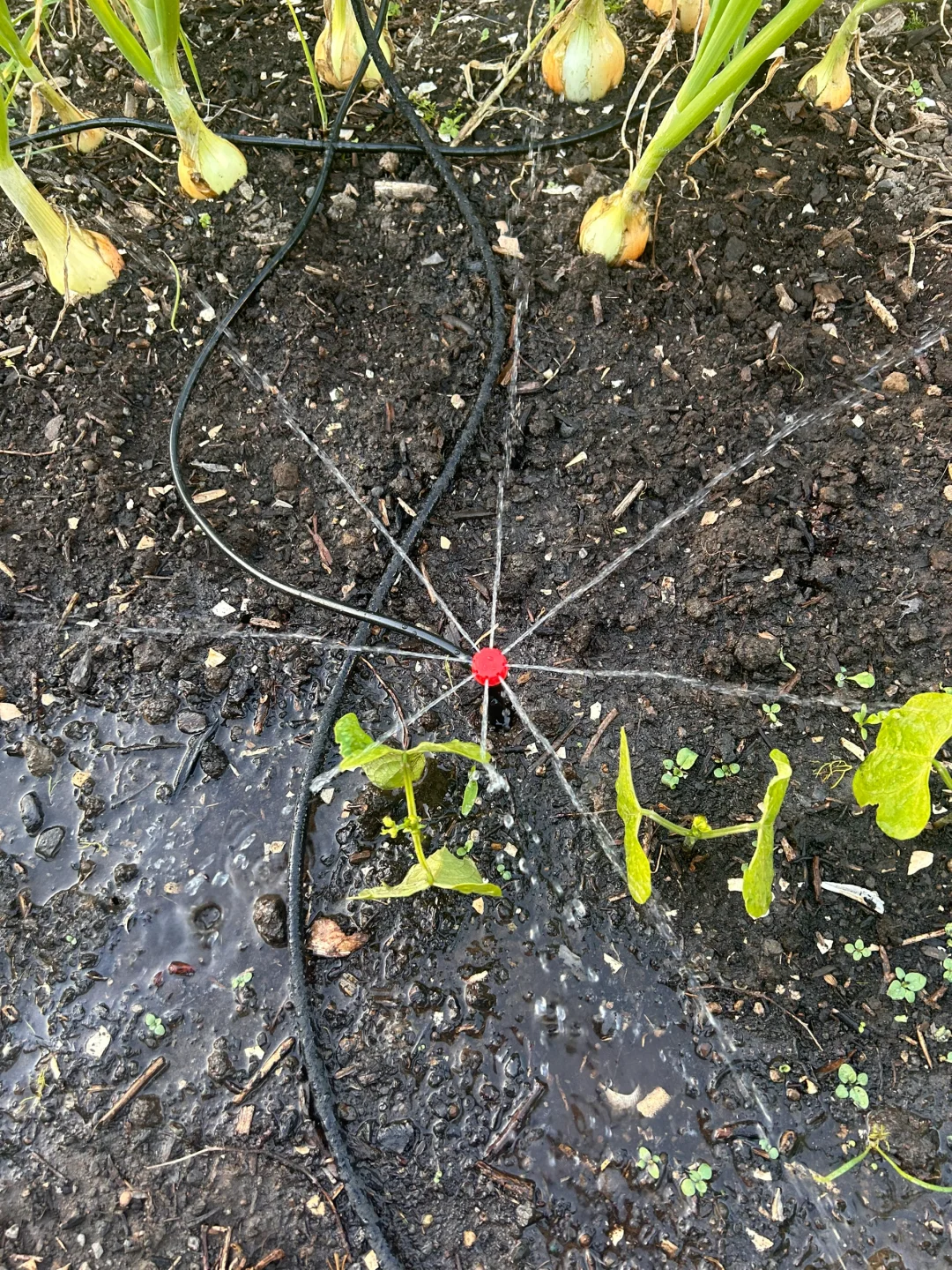 TEMU上买的自动灌溉喷头到底怎么用