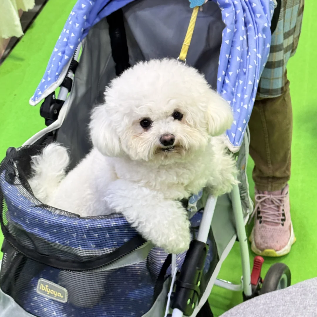 重庆宠物展薅羊毛攻略