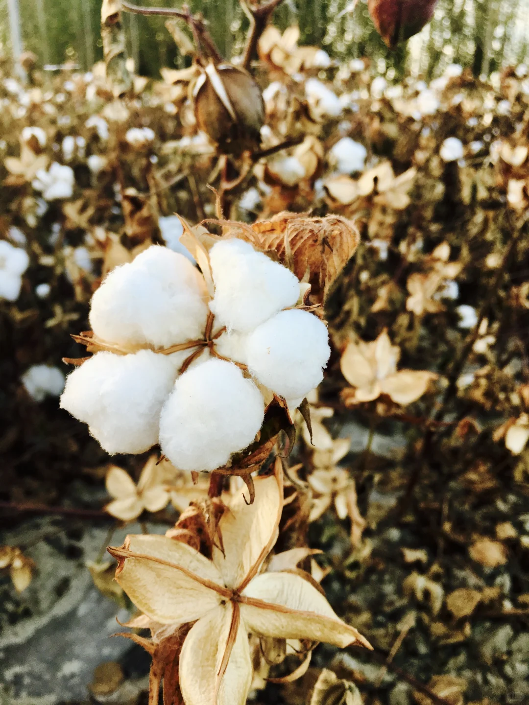 一朵棉花｜跟阿奔学钢笔画｜练习22