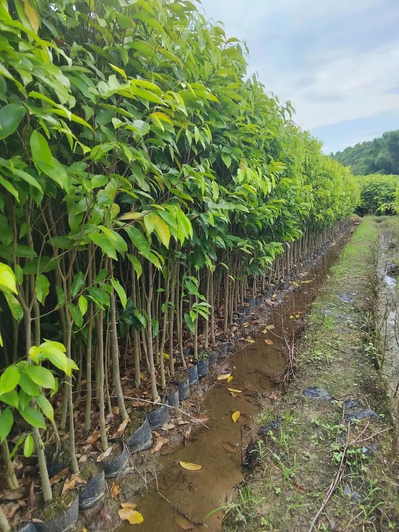 沉香苗木分为一代苗和二代苗吗？