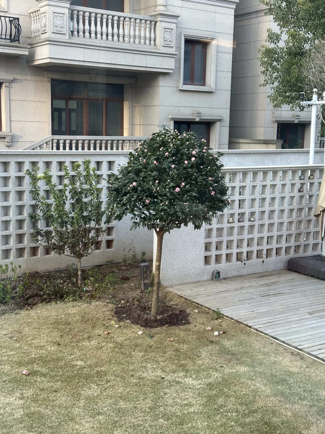 院子新添新成员：茶花树