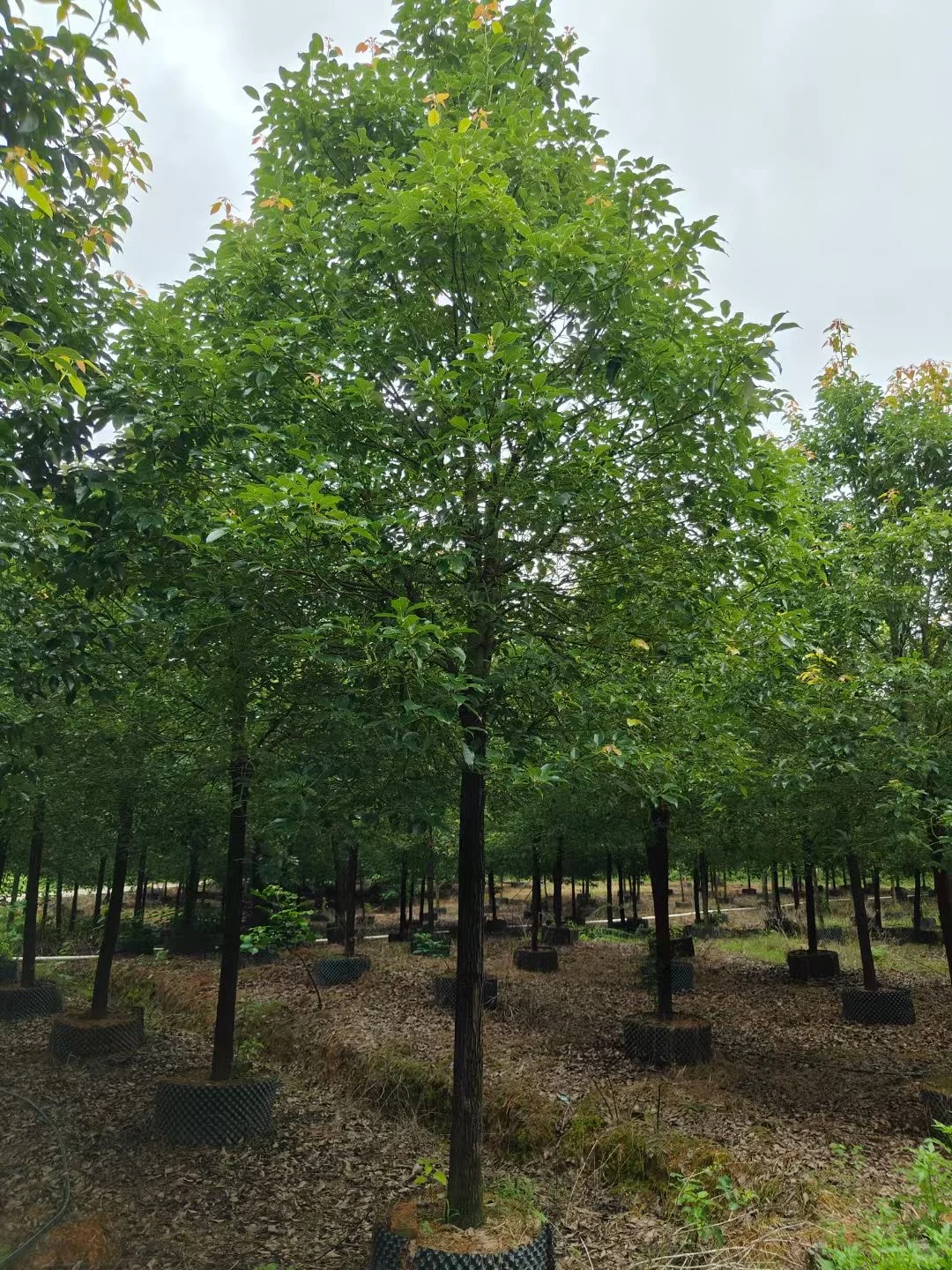 自家种植：1000棵12/13分全冠香樟