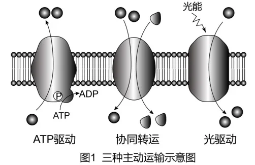 协同转运常见图
