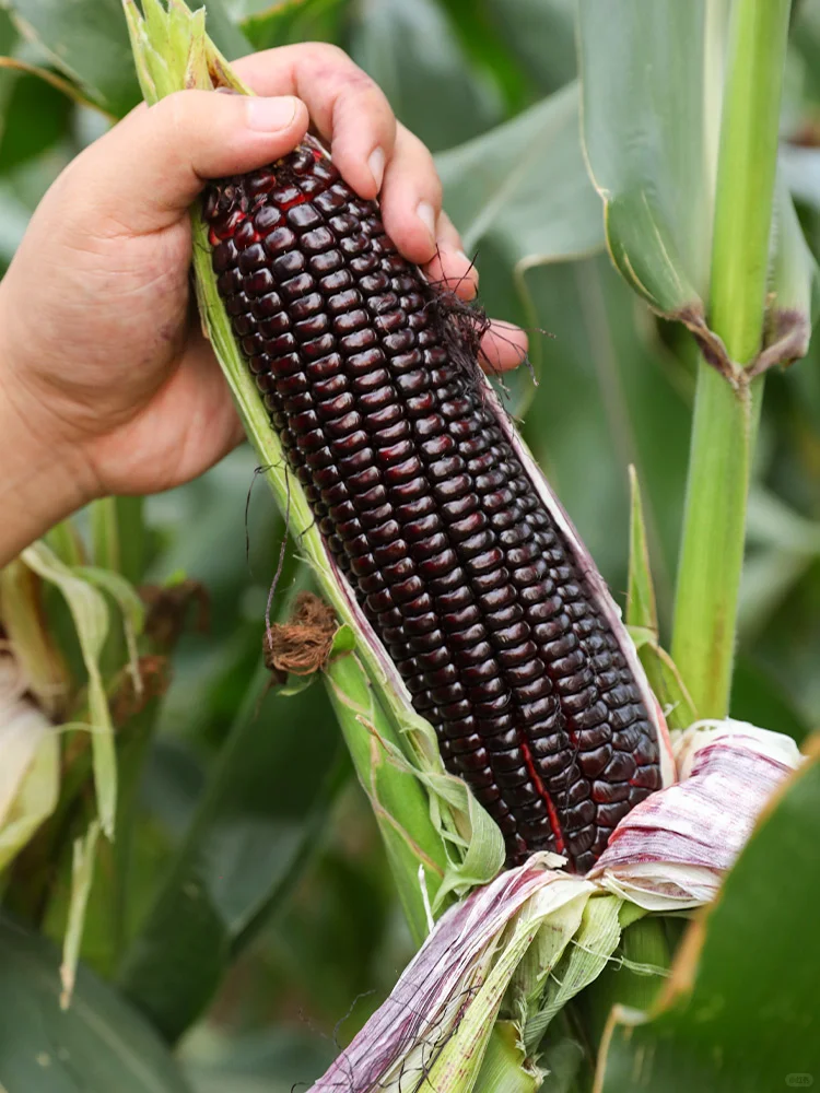 芒种后，这些夏季作物要抓紧种，错过等一年