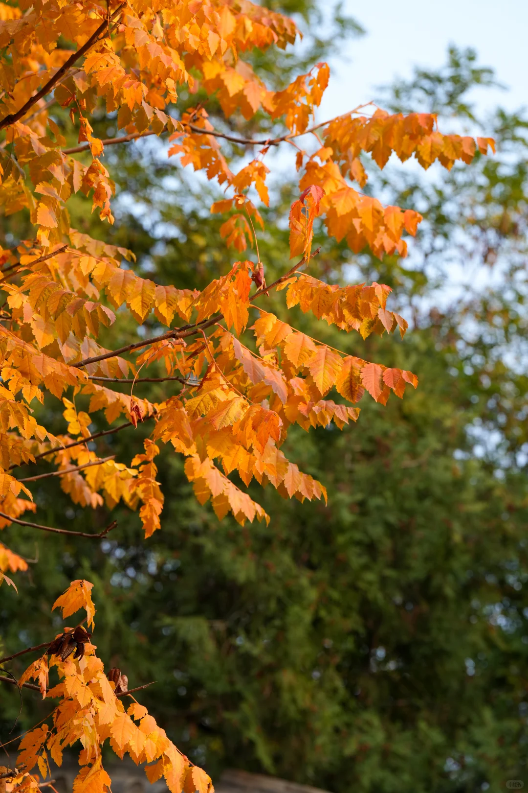 兰州第1天｜中山桥➕白塔山公园