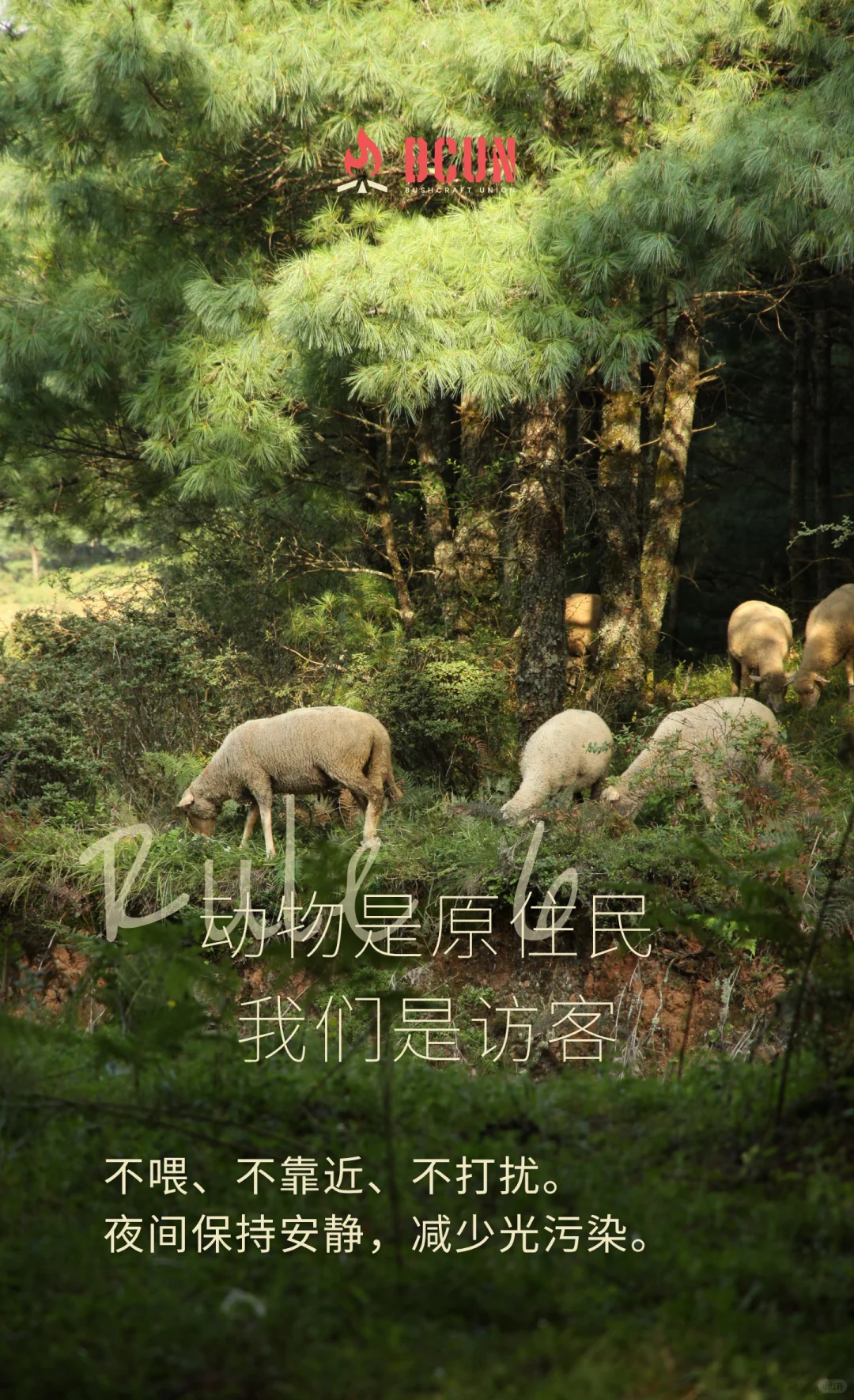 BCUN入林手册 | 10条Bushcraft环保守则