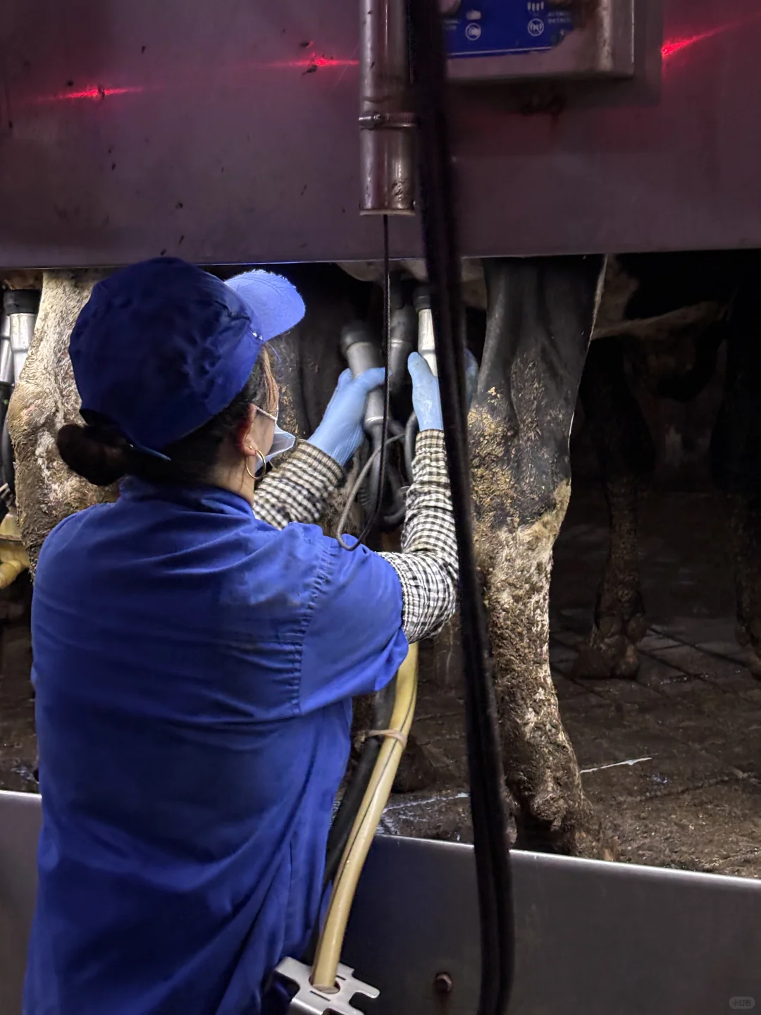 牛马也是喂上?了