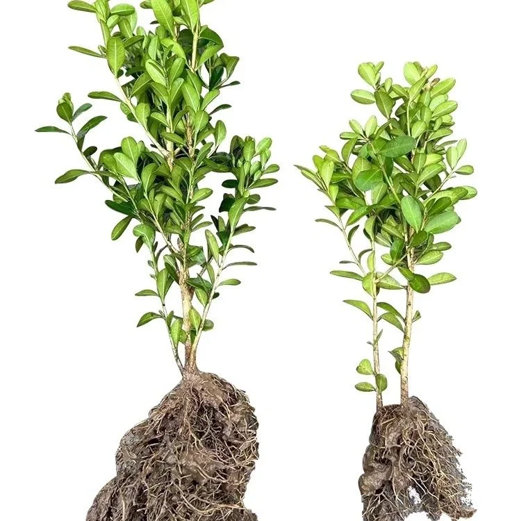 黄杨苗50到60高.