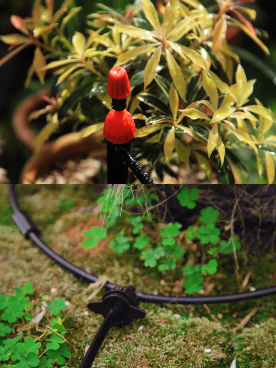 植物续命&解放双手-全自动滴灌系统DIY详解