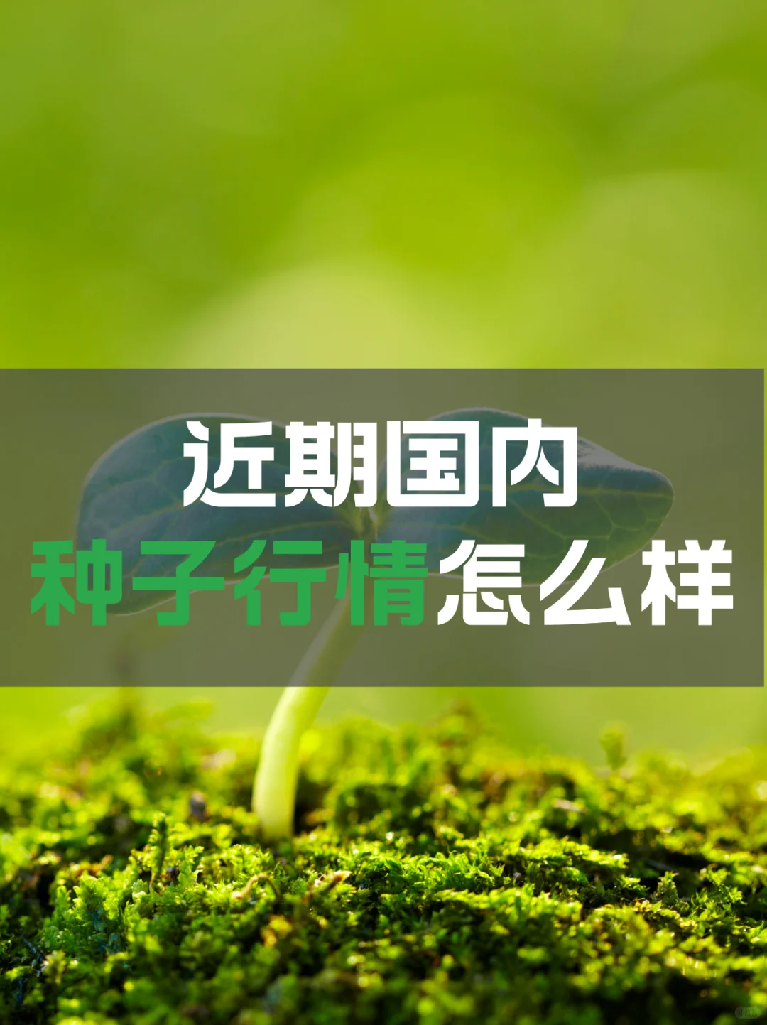 近期国内经济作物的种子行情怎么样呢？