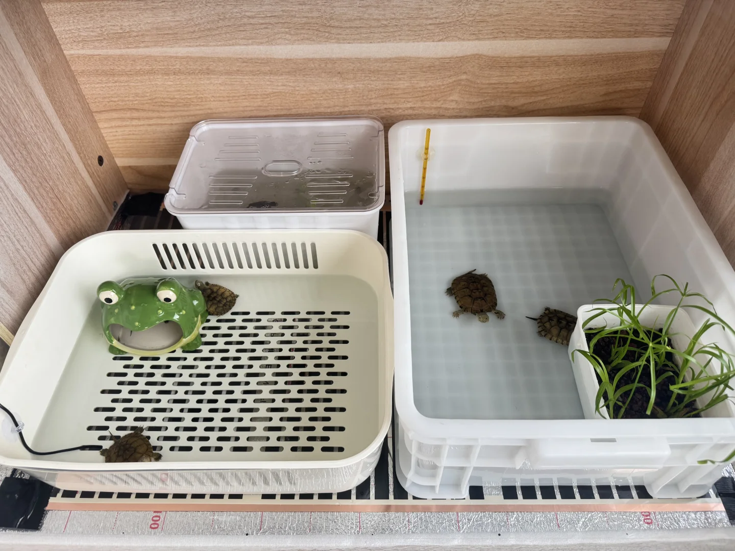 龟缸多的加温可以试试石墨烯加热垫