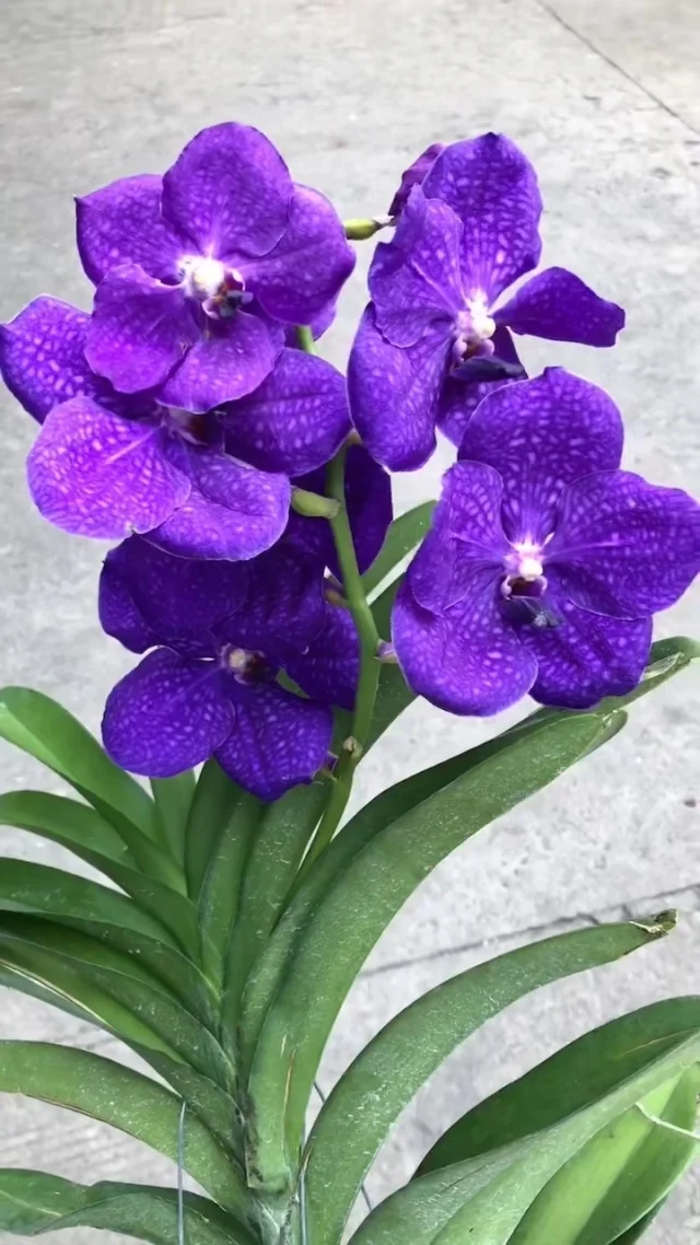 元梦之星农场赏析圣灵8小时经济作物月影兰