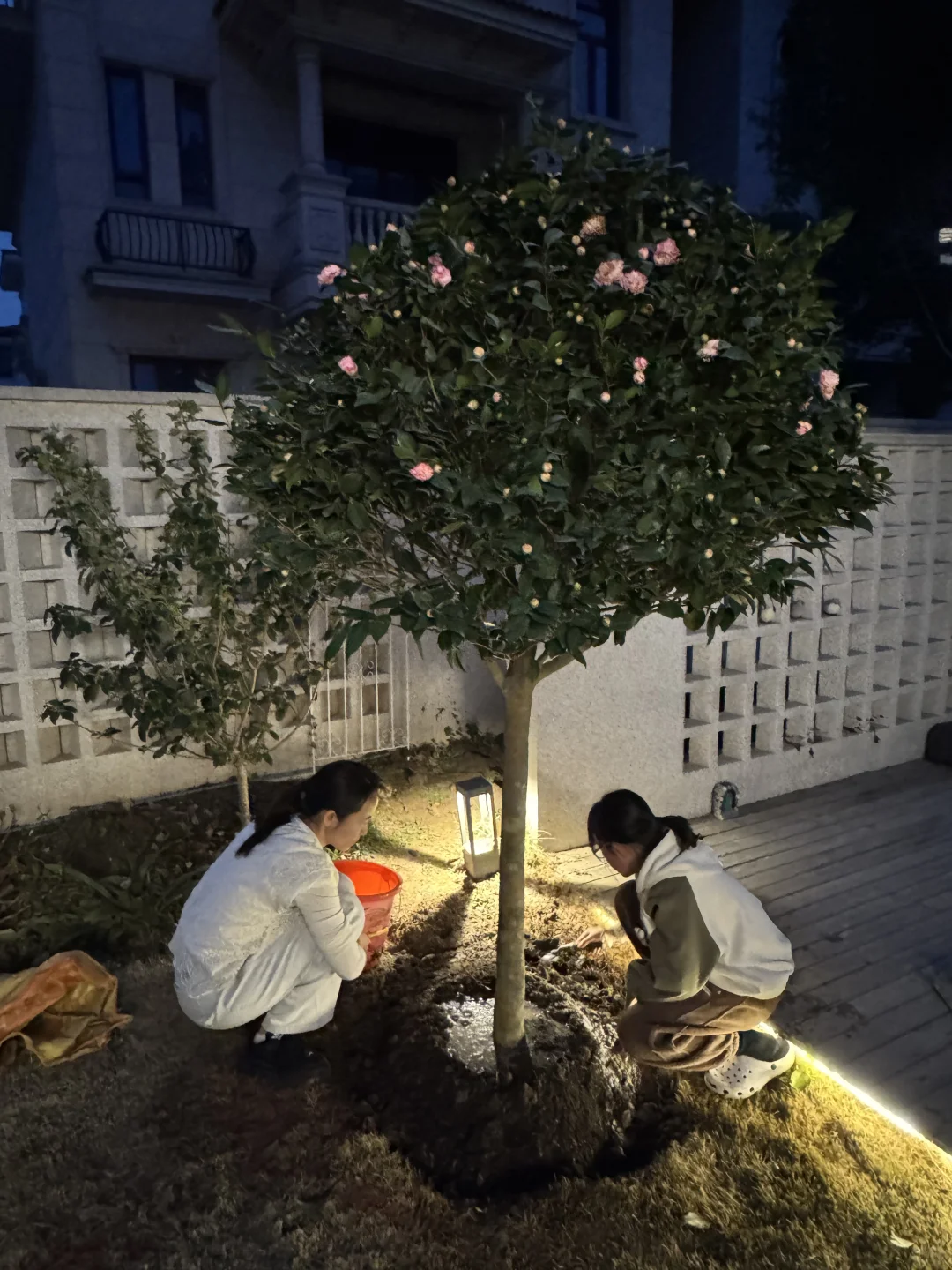 院子新添新成员：茶花树