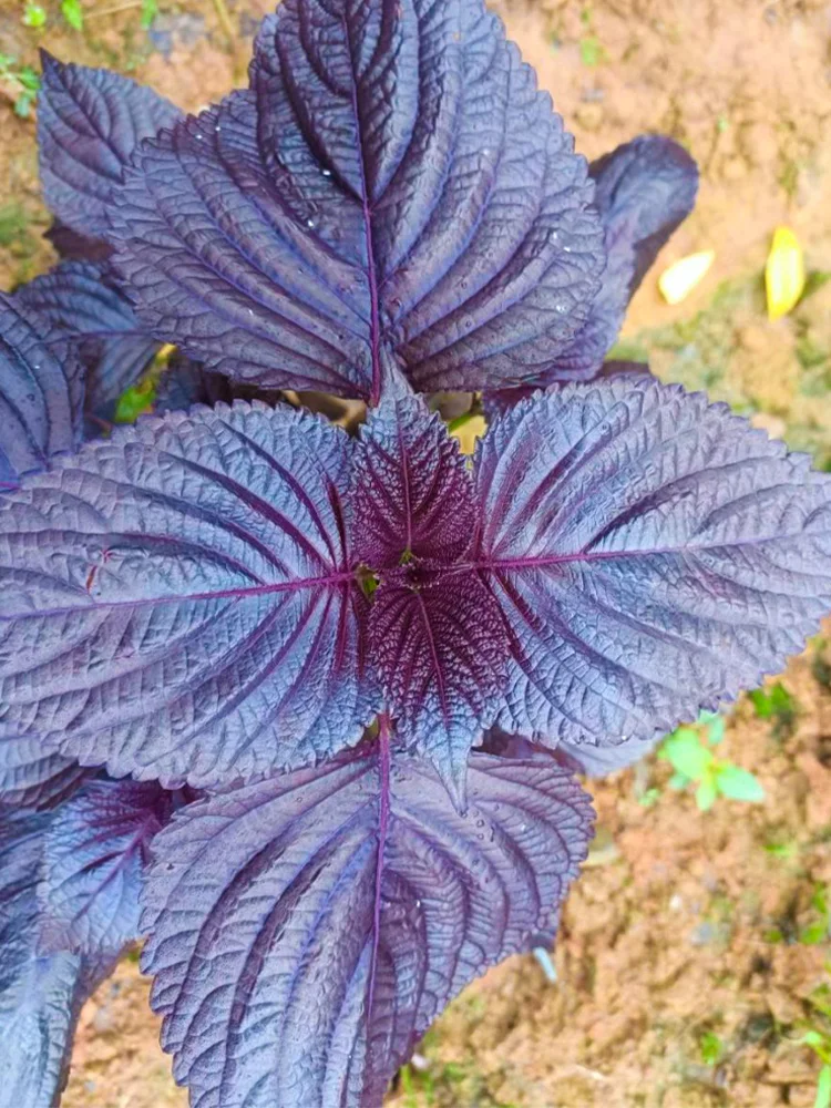 芒种后，这些夏季作物要抓紧种，错过等一年