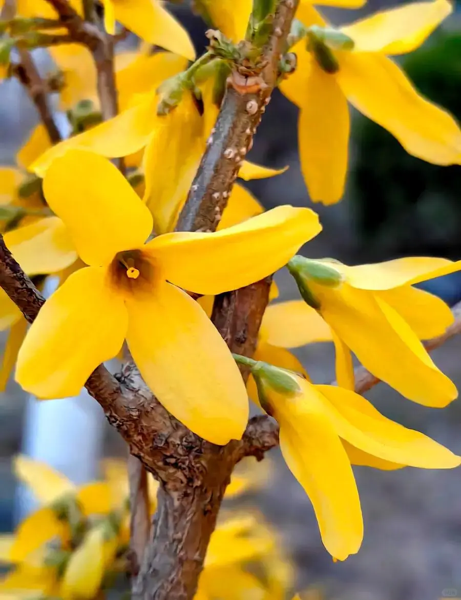 元梦之星农场赏析萤草8小时经济作物连翘