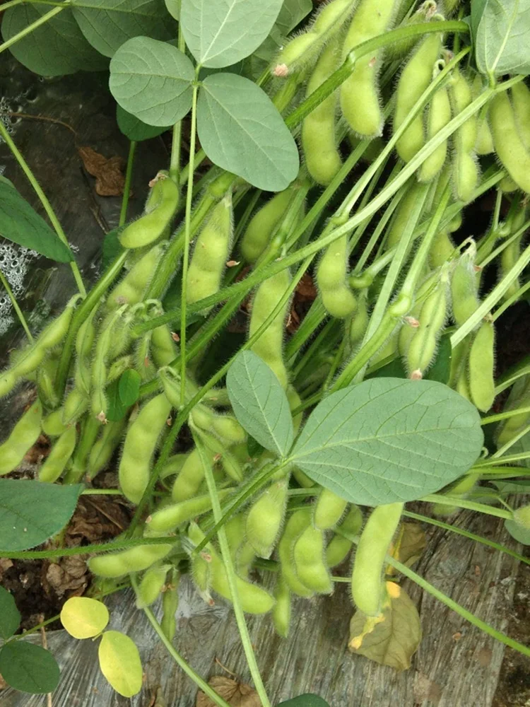 芒种后，这些夏季作物要抓紧种，错过等一年