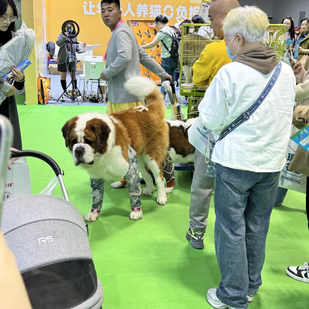 重庆宠物展薅羊毛攻略