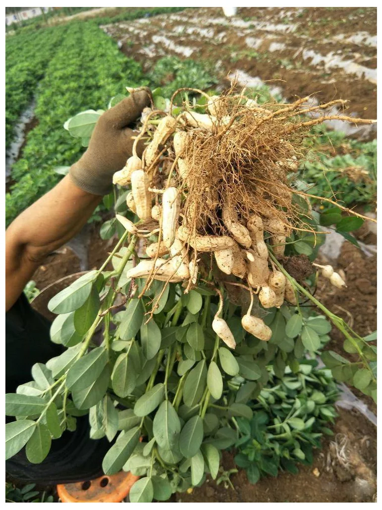 芒种后，这些夏季作物要抓紧种，错过等一年