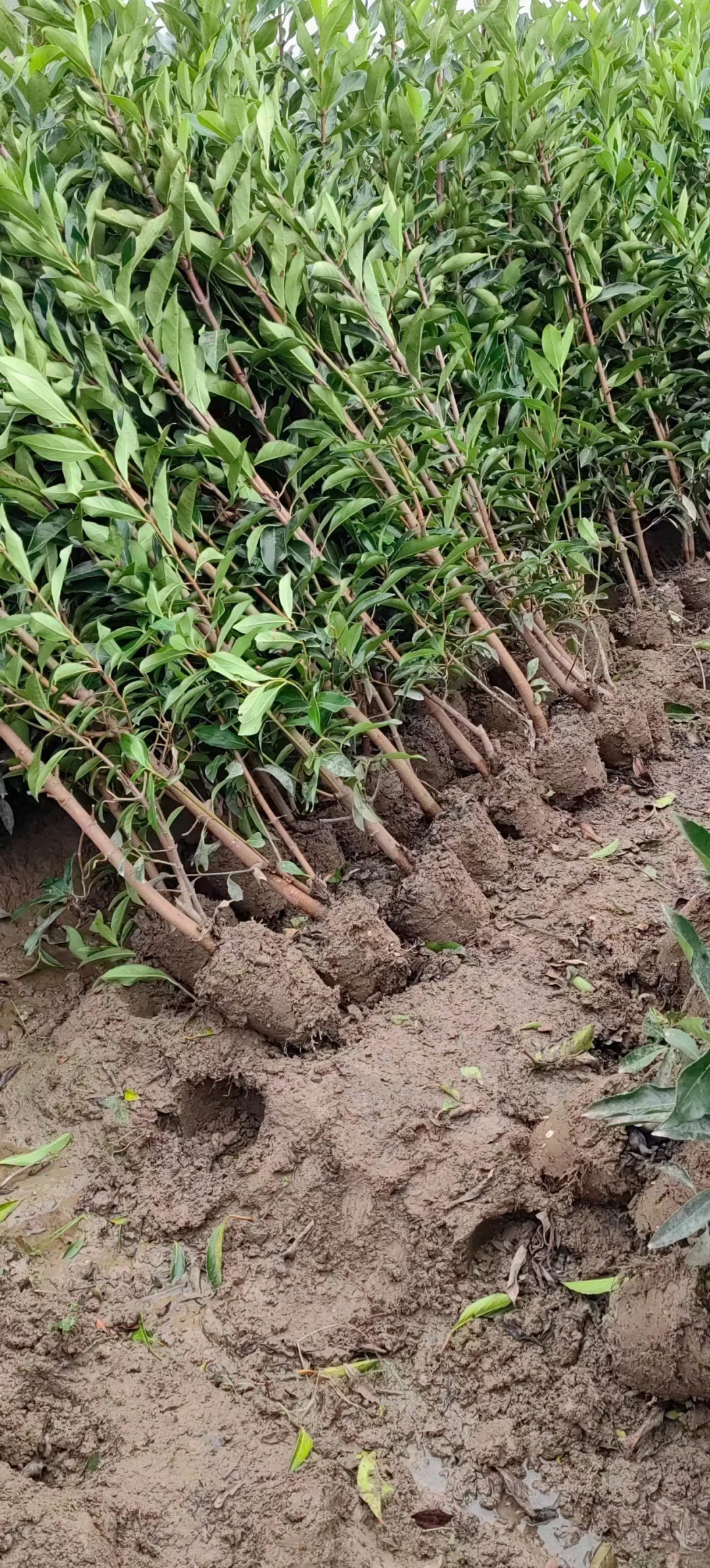 ?【宁波绿化苗木供应商】?