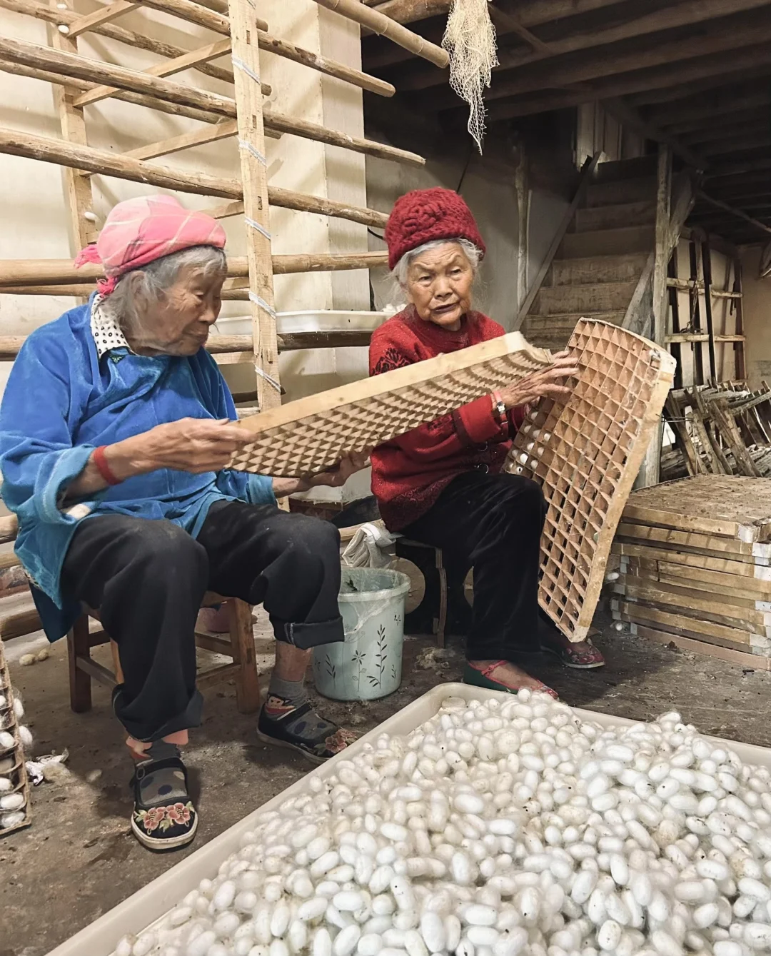 自己种桑养蚕?坚持有机农业与生态保护