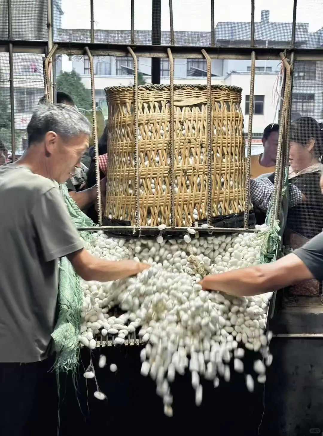 自己种桑养蚕?坚持有机农业与生态保护