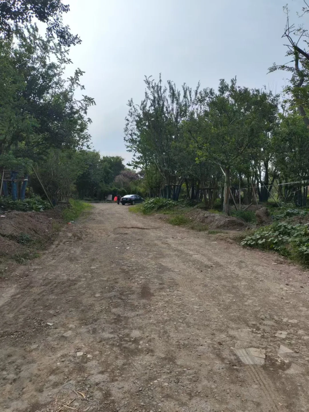 做苗木生意的老板们今年还好吗？