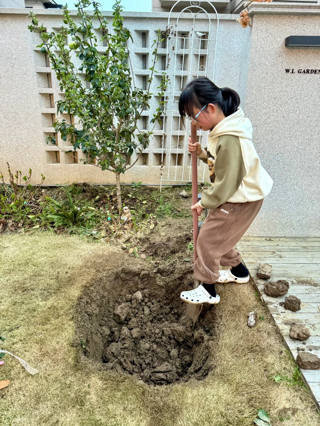院子新添新成员：茶花树