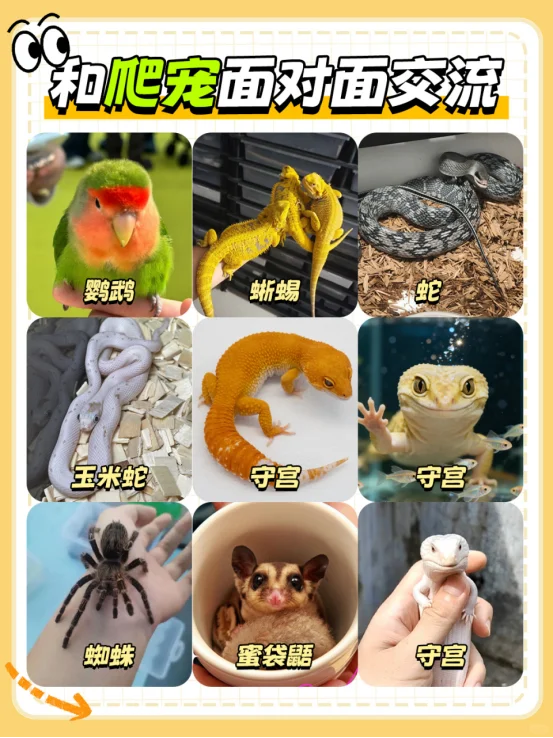 WPE2025武汉宠物展来啦!带上毛孩子来撒欢