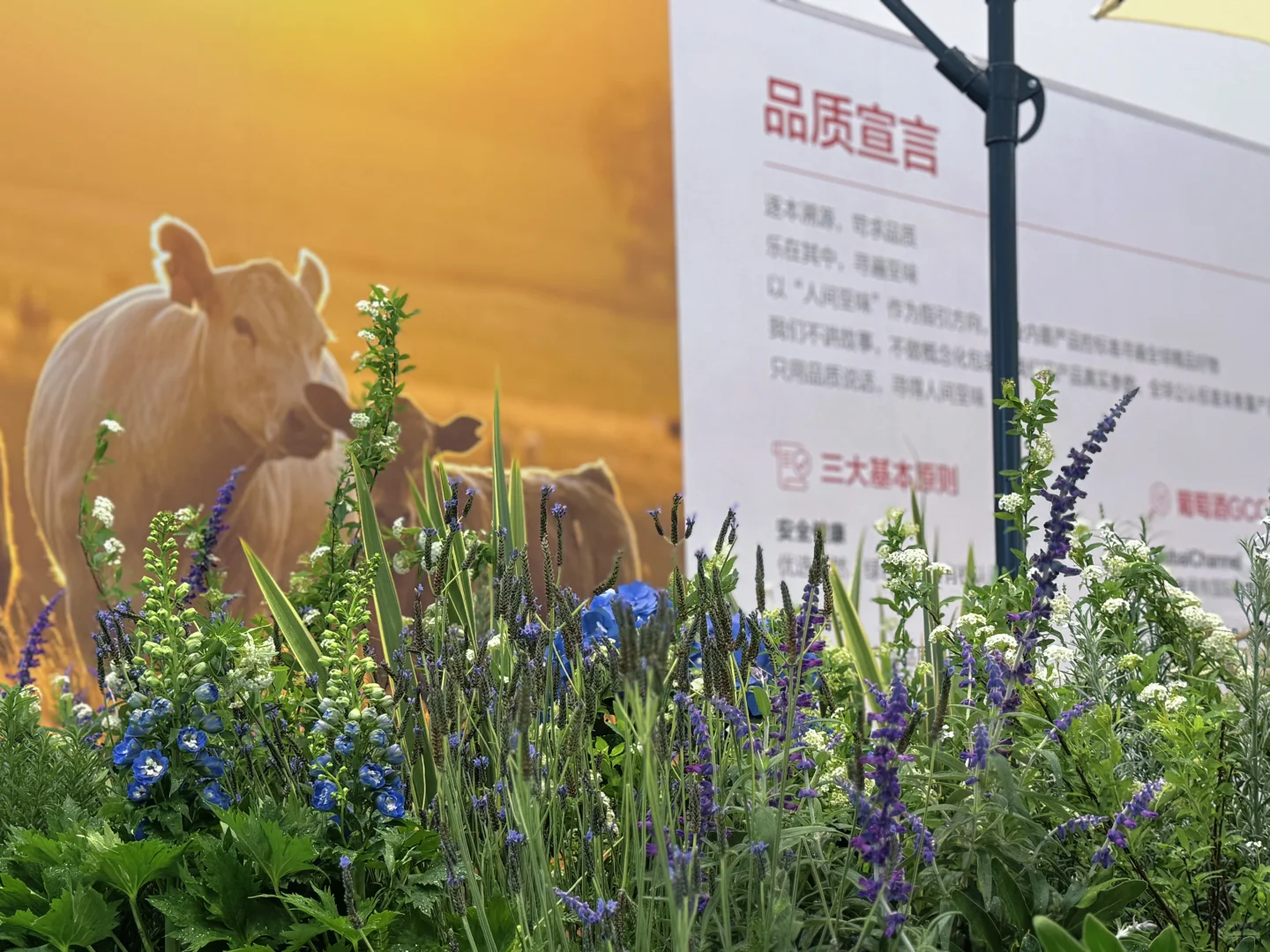 华为2025年供应商大会展台植物装饰