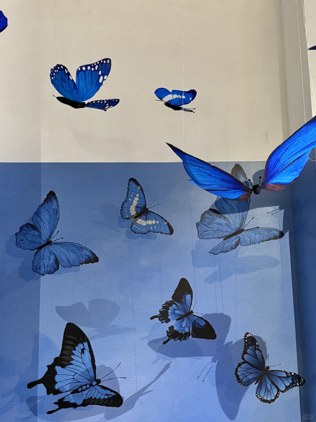 破茧而生，羽化而美｜武汉华农「蝶变」艺术展