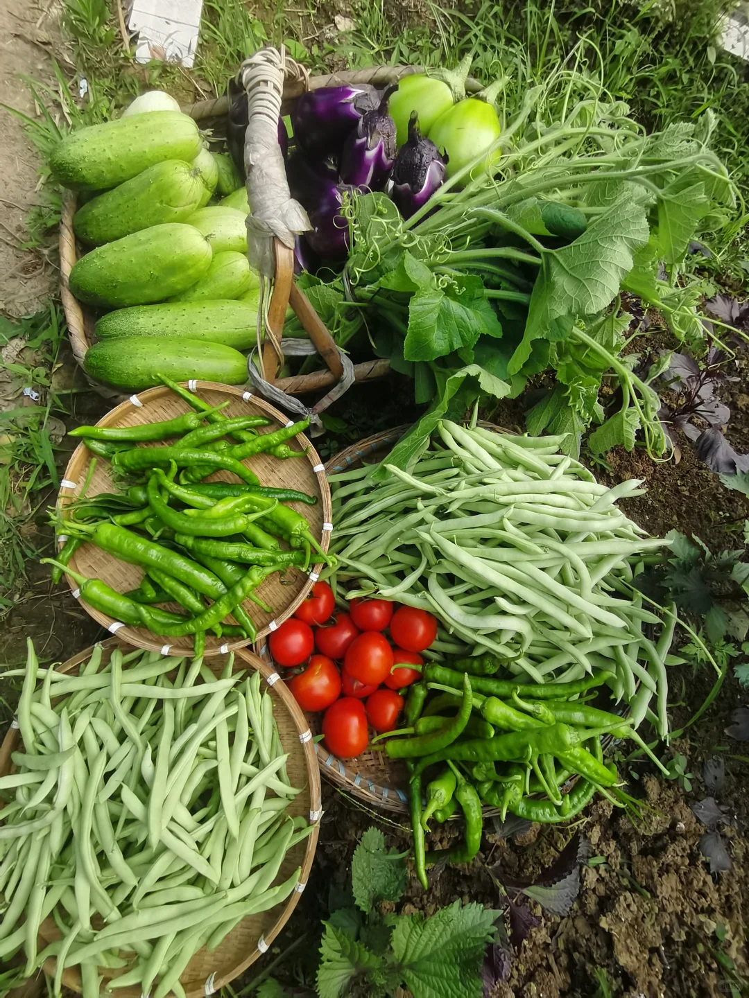 家里自种的小菜，谁会愿意看啊？?