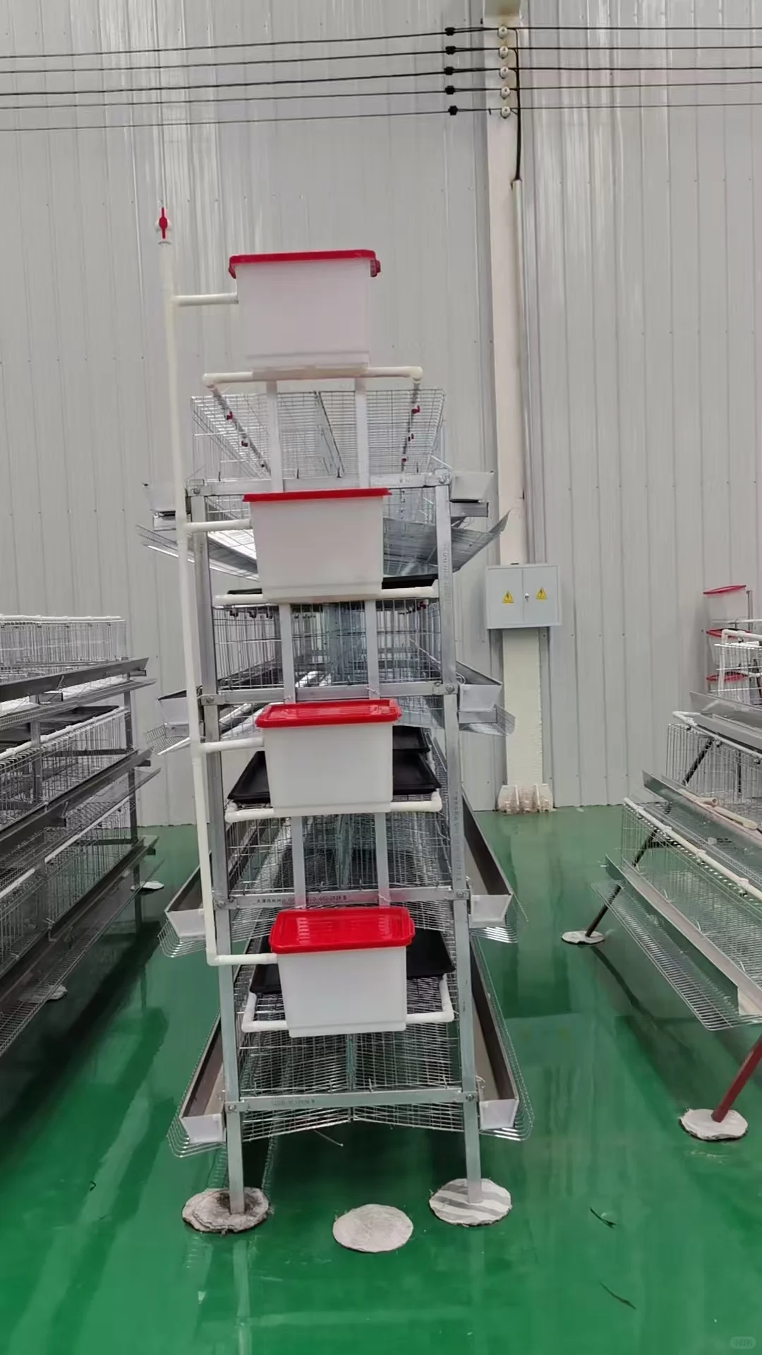 阶梯蛋鸡笼展示
